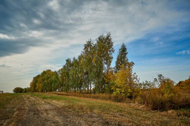 Tarlada büyük bir ağaç