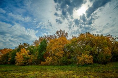 Arka planda ağaçlar olan çimenli bir arazide bir işaret.