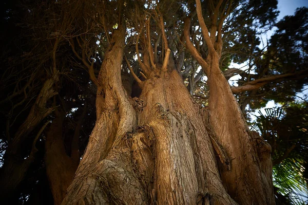 Un gros plan d'un arbre — Photo