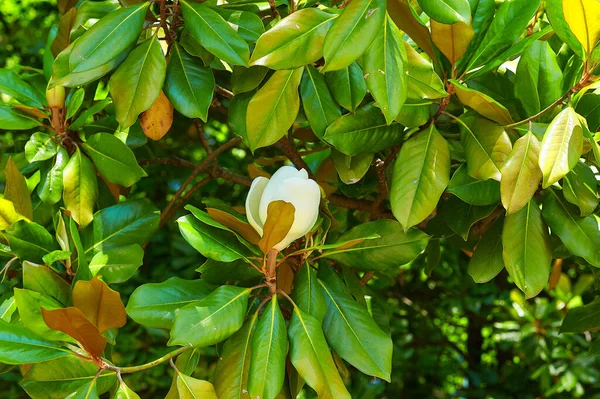 Weiße schöne Blume auf grünem Baum — Stockfoto