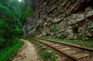 Arka planda ağaçlar olan tren raylarında bir tren.