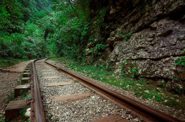 Ormanın yakınındaki tren raylarından geçen bir tren.