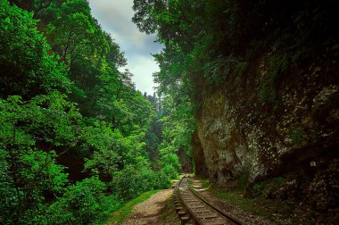 Ormanın yakınındaki tren raylarından geçen bir tren.
