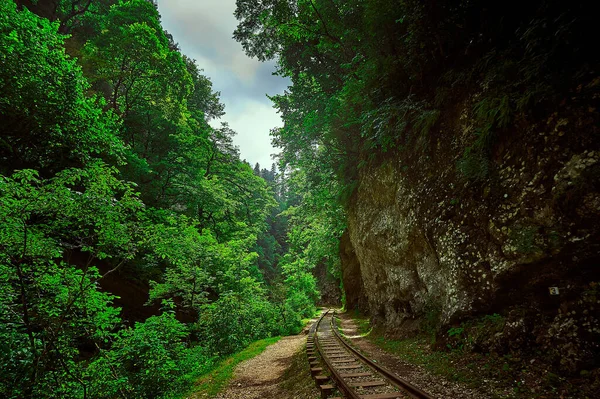Ormanın yakınındaki tren raylarından geçen bir tren.