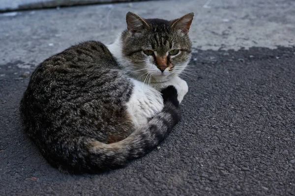 A riposo gatto sull'asfalto guardando nella fotocamera — Foto Stock