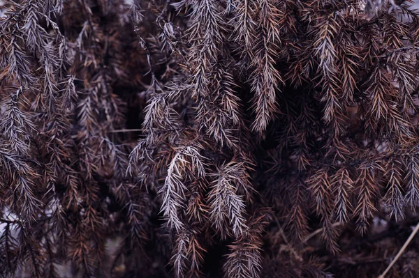 Branches with dried needles close-up shot horizontally — Stock Photo, Image