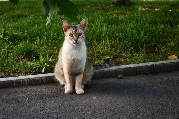 草に覆われた畑の上に座っているオレンジと白の猫 — ストック写真