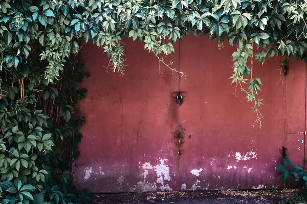 Porta de garagem de metal com folhas verdes penduradas de cima — Fotografia de Stock