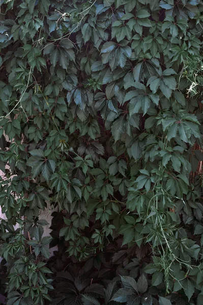 Hojas verdes que cuelgan de arriba abajo de la pared levantadas verticalmente —  Fotos de Stock