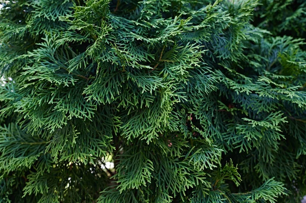 Green needles close-up photographed horizontally. For text — Stock Photo, Image