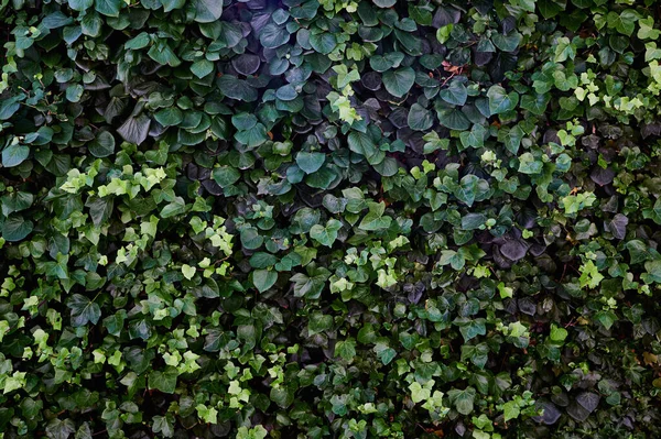 Parete di edera per scrivere testi primo piano sfondo orizzontale — Foto Stock