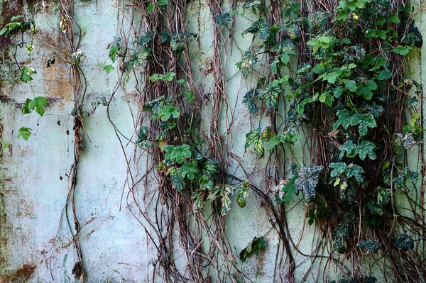 Pared con sudores sc y mantequilla con ramas de hiedra horizontalmente de cerca —  Fotos de Stock