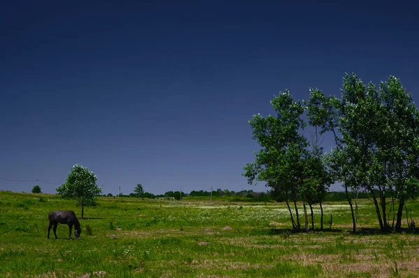 Verschillende bomen in het veld tegen de lucht met een grazend paard, achtergrond — Stockfoto