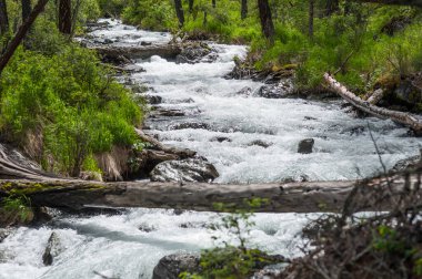 Bir dağ nehrinin ve yeşil ormanların arka planında devrilmiş bir ağaç