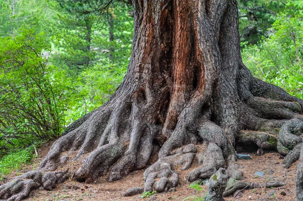 As raízes de uma grande árvore velha em uma floresta verde perto — Fotografia de Stock