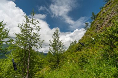 Dağlardaki ağaçlar ve mavi gökyüzü. Altai Dağı