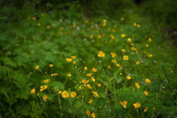 Fiori giallo montagna primo piano. Montagna fiori di Altai — Foto Stock