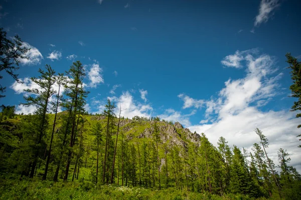 Altai Dağları 'ndaki dağların arka planında kuru kütükler