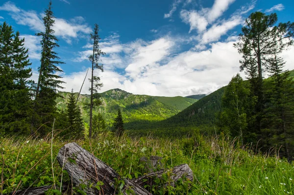 Suchá polena na pozadí hor v pohoří Altai — Stock fotografie