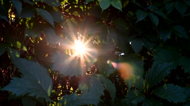 Paprsek slunce proniká listím stromů. natočeno vodorovně 4k — Stock video