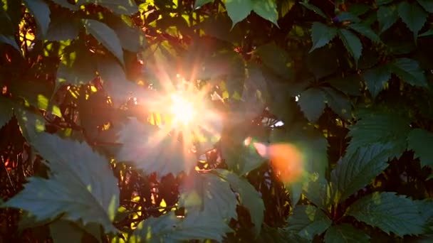 Folhas verdes de árvores e raios do sol fazer o seu caminho através deles — Vídeo de Stock