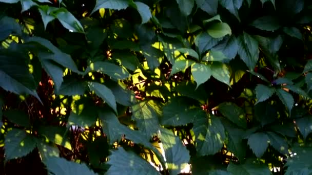 Brekende zonnestralen door de groene bladeren van bomen — Stockvideo