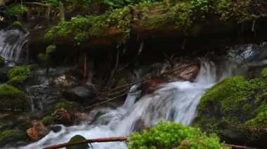 Dağ nehrinin hızlı akıntısı ve yakın çekim ağacı 4k