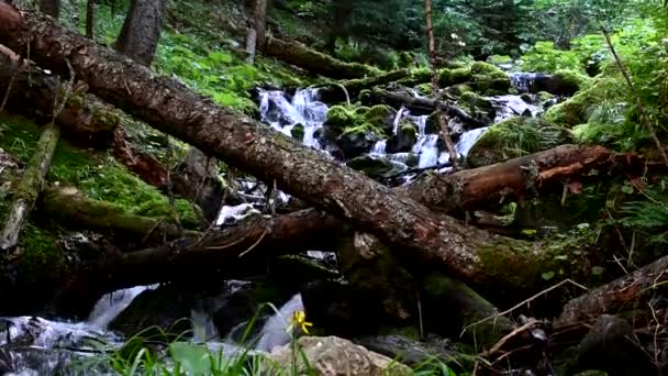 Δέντρα που έπεσαν πάνω από την κοίτη του ποταμού 4k βουνό close-up — Αρχείο Βίντεο