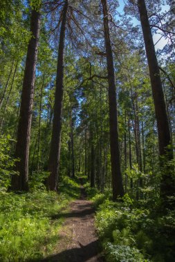 Aşılmaz bir ormanda ağaçların arasındaki orman yolu.