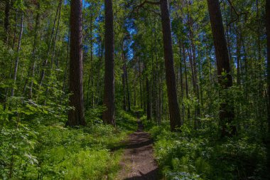 Aşılmaz bir ormanda ağaçların arasındaki orman yolu.