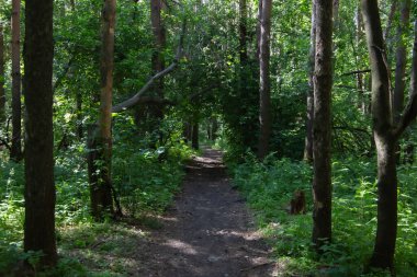 Aşılmaz bir ormanda ağaçların arasındaki orman yolu.