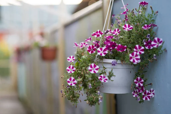 Pot of petunia flowers hanging in the yard