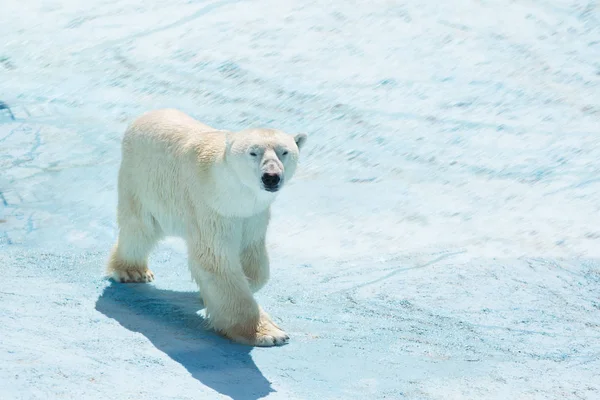 A polar bear walks through the snow