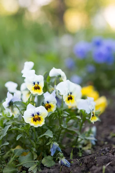 Flowers Viola grow on the flower bed