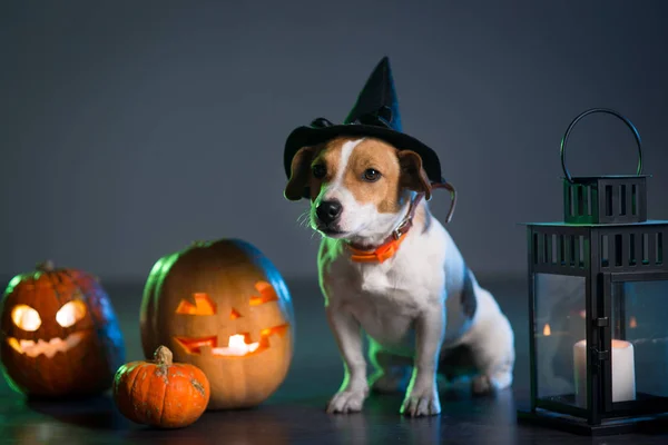 Dog Jack Russell in costume for Halloween