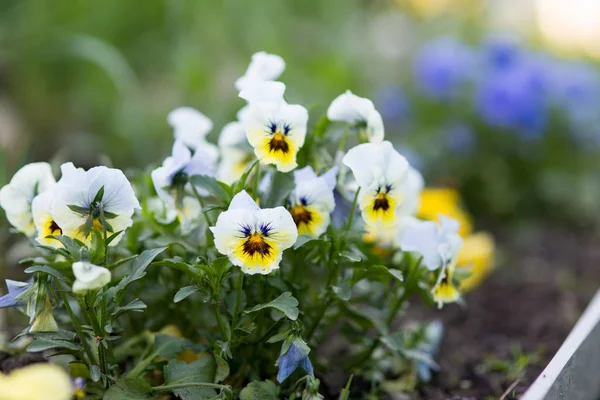 Flowers Viola grow on the flower bed