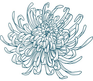 Ayrıntılı kasımpatı çiçeği çizgisi zarif kıvrımlı taç yapraklı sanat tasarımı