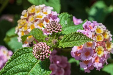 Güzel Lantana camara, cinco negritos çiçek bahçesinde