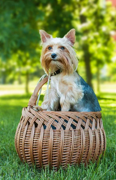 Yorkshire Terrier Sitting Basket Outdoors — Stock Photo, Image