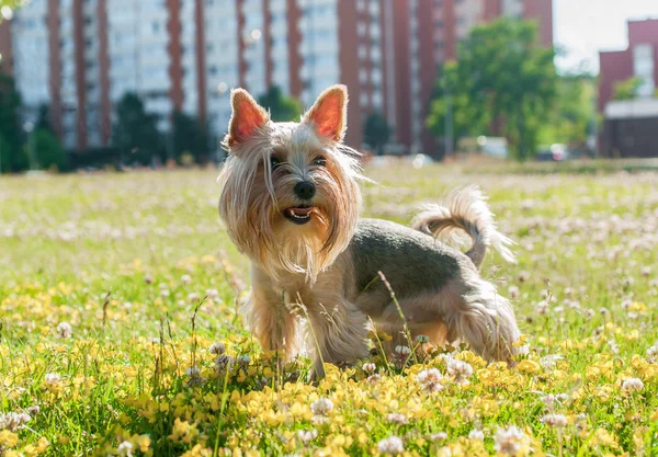 Cute Yorkshire Terrier Dog Sitting Grass — Stock Photo, Image