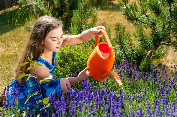 Young girl watering lavender in the family garden at a summer day