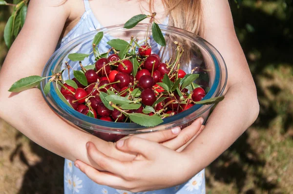 Bambino Che Tiene Ciliegia Dolce Matura Appena Raccolta Una Ciotola — Foto Stock