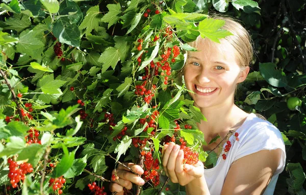Young Beautiful Girll Collects Red Currant Berries — Stock Photo, Image