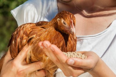 Cute girl enjoying feeding chicken in farm at sunny day clipart