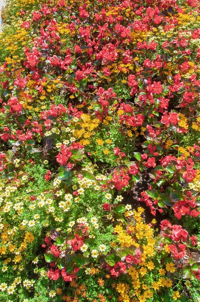 庭の色とりどりの花で美しい背景 — ストック写真