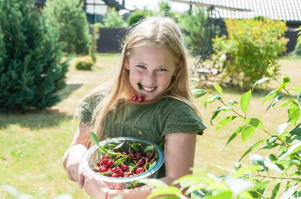 Счастливая Девушка Собирает Вишню Фруктовом Саду — стоковое фото