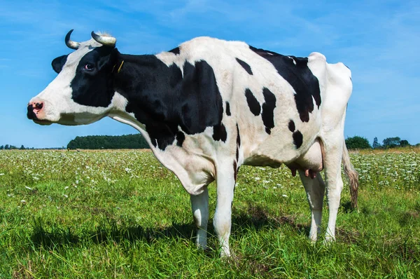 新鮮な牧草地に黒と白の色乳牛 — ストック写真