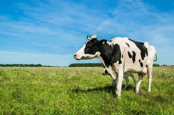 Black White Colour Dairy Cow Pasture Fresh — Stock Photo, Image