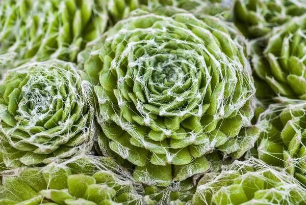Echeveria Setosa Fluffiga Saftiga Från Mexiko Suckulenter Kaktusar Och Öken — Stockfoto