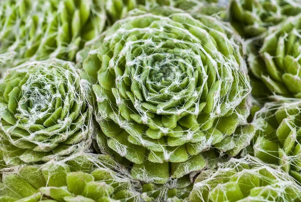 Echeveria Setosa Pluizig Sappig Uit Mexico Vetplanten Cactussen Woestijn Tuin — Stockfoto